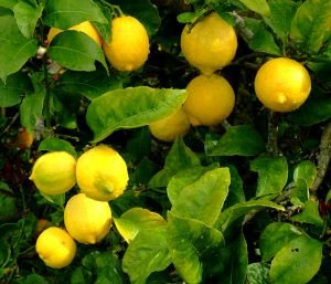 Lemons are good for you!